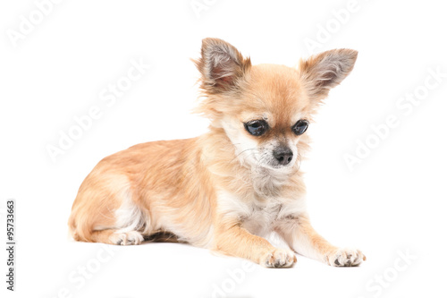 Chihuahua vor Wei  