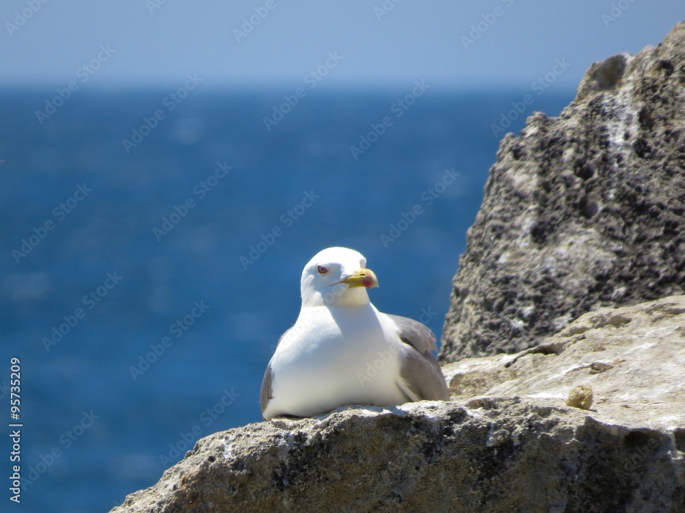 Fototapeta premium seagull