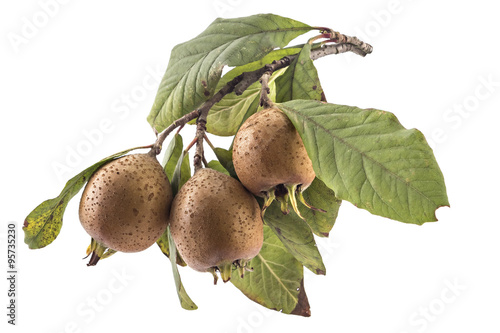 Cuadro en lienzo Branch of fresh organic medlars isolated on white background