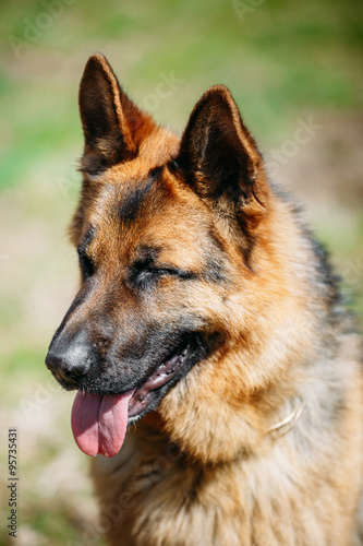 Beautiful Young Brown German Shepherd Dog 