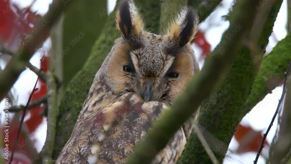 Long-eared owl (Asio otus) sitting high up in a tree with red colored leafs during a fall day. Long-eared owl (Asio otus) sitting high up in a tree with red colored leafs during a fall day.