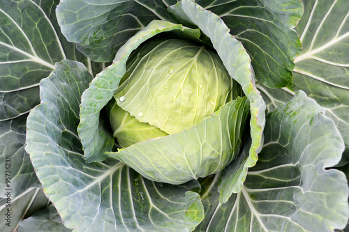 Green cabbage photo