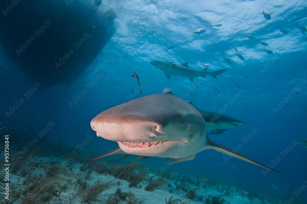 Fototapeta premium Lemon sharks swimming under a boat at Tiger beach, Bahamas