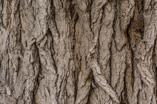 Tree bark close up texture 