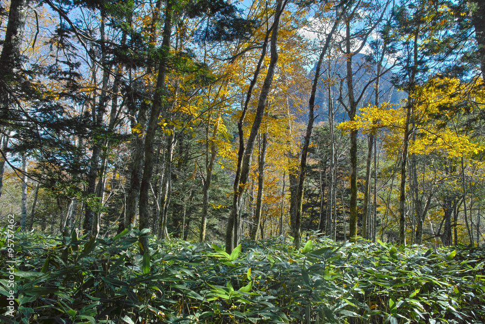 上高地　森林