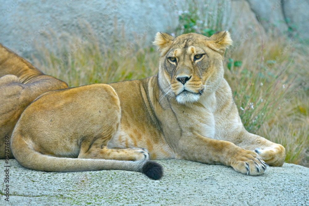 Fototapeta premium Lionne