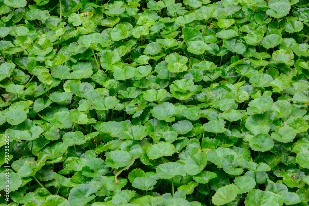 gotu kola leaves gotu kola leaves