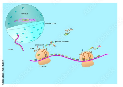 formazione di nuove proteine assemblate dai ribosomi su mRNA