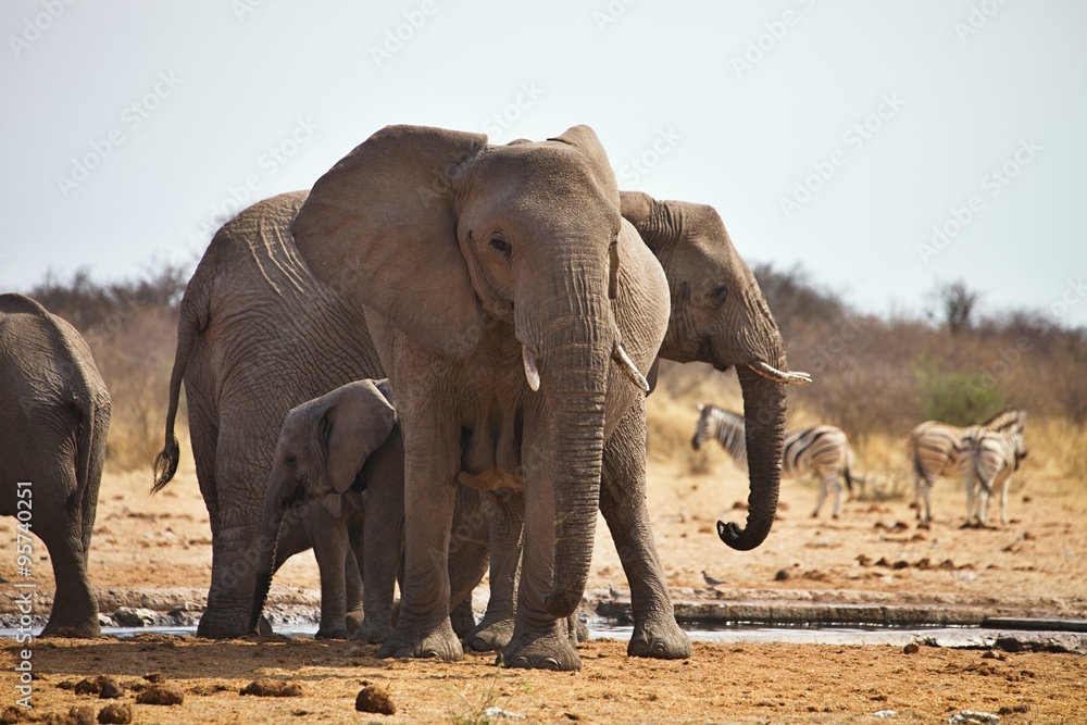 Fototapeta premium African elephants, Loxodon africana, drinking water at waterhole Etosha, Namibia