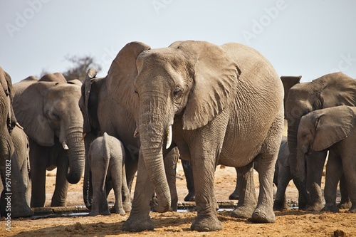 African elephants  Loxodon africana  drinking water at waterhole Etosha  Namibia