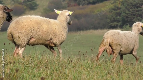 Two sheep standing in a line between the flock in the field
