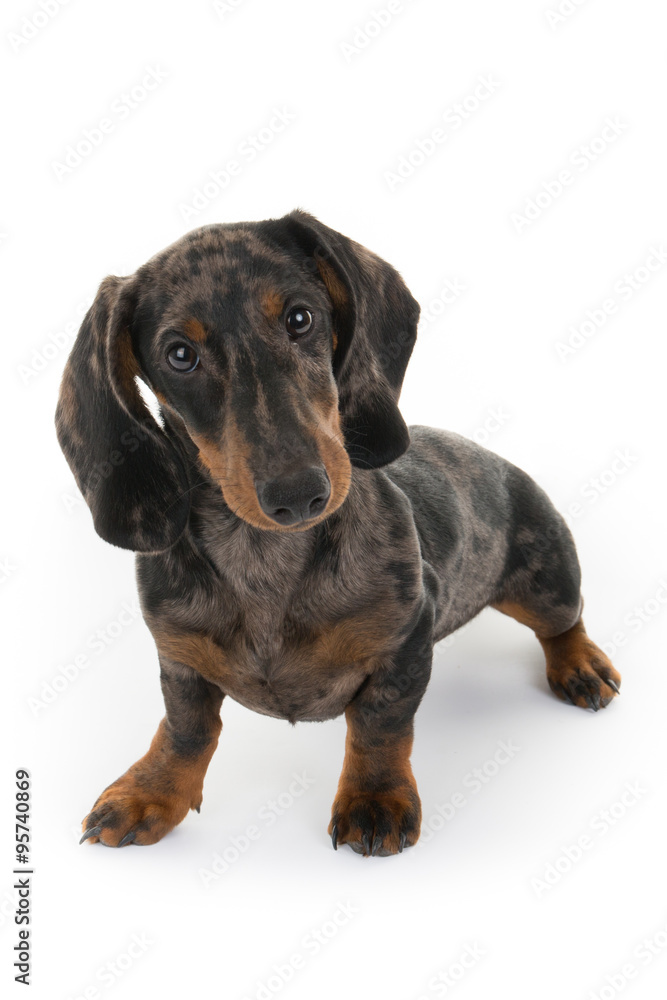 Lovely and funny dashund miniature isolated