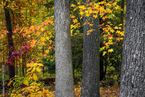 Tree Trunks in Autumn