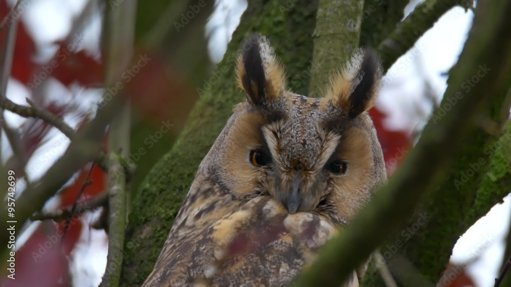 Long-eared owl (Asio otus) sitting high up in a tree with red colored leafs during a fall day. Long-eared owl (Asio otus) sitting high up in a tree with red colored leafs during a fall day.