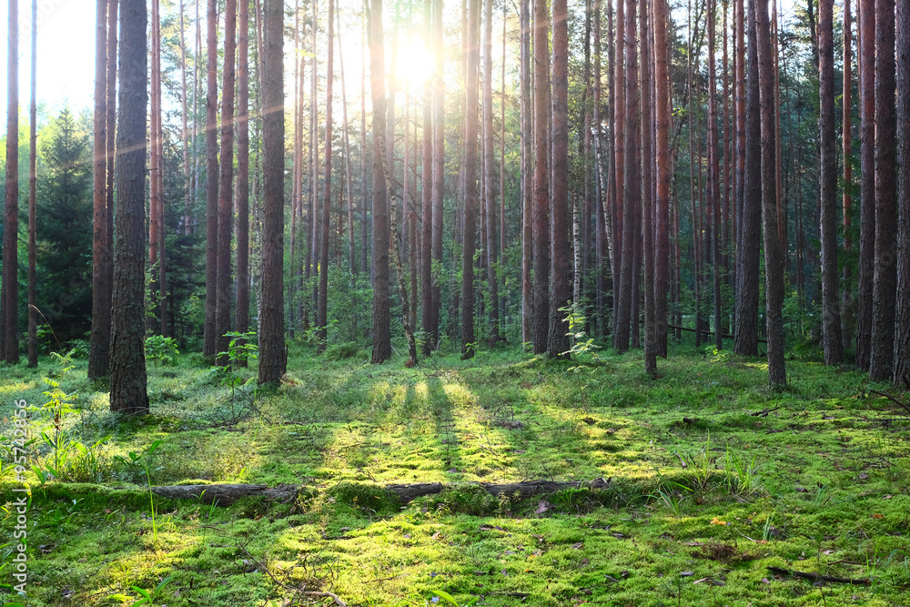 Obraz premium Sunrise in pine forest