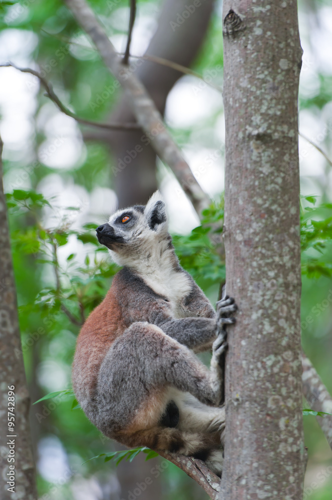 Naklejka premium Ring-tailed Lemur. Lemur catta.