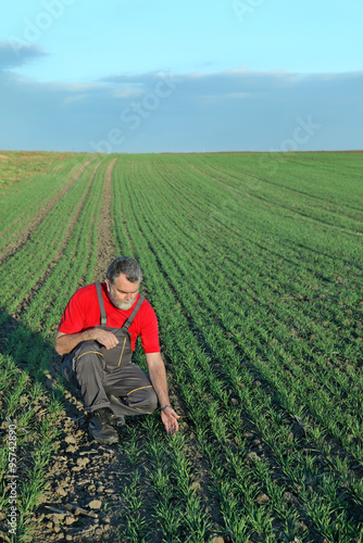 Agriculture  farmer examine wheat field in autumn