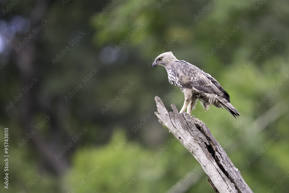 Fototapeta premium Changeable Hawk Eagle stand on stump in forest