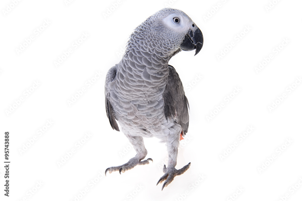 Fototapeta premium african gray parrot