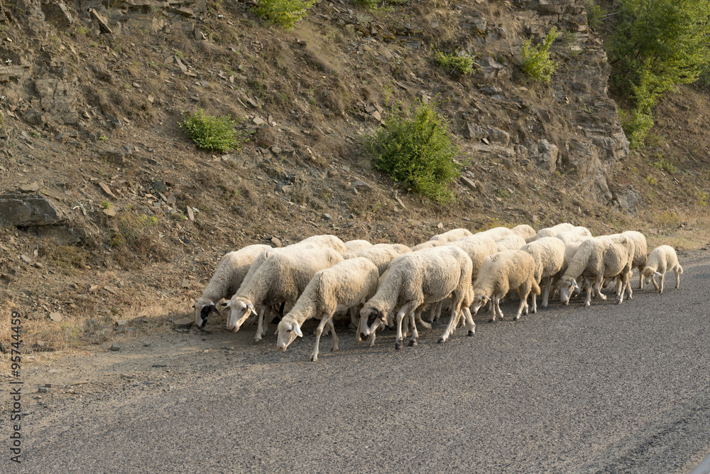 sheep on a road