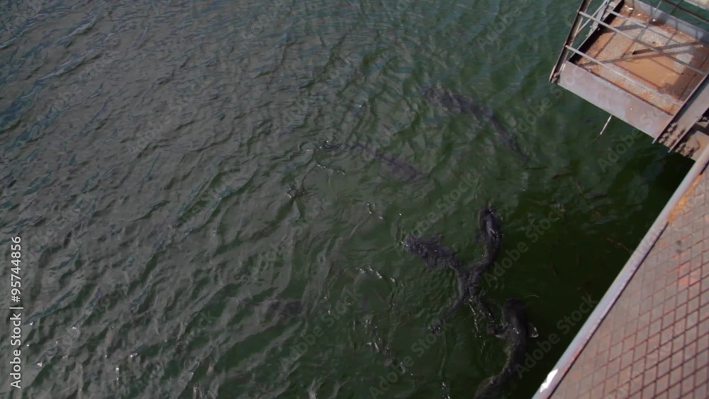 The mutated catfish-Chernobyl zone. Mutated Wells catfish that spend ...