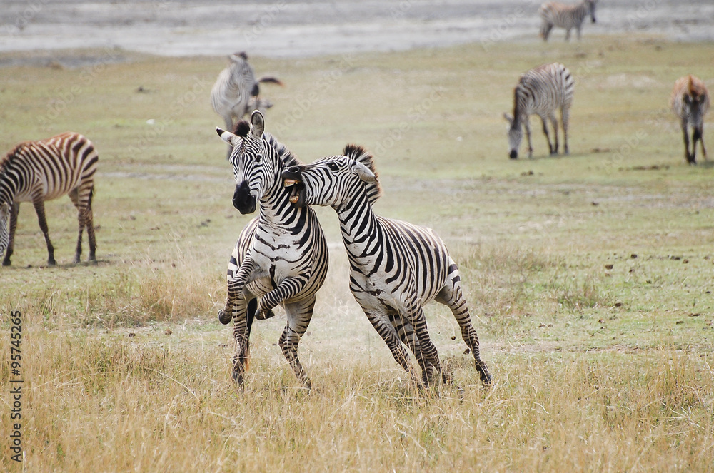 Naklejka premium Zebras Fighting - Ngorongoro Crater - Tanzania