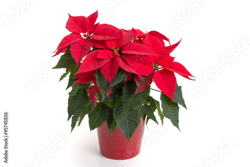 Weihnachtsstern - rot