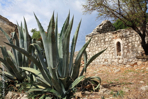 Agave ruins in the background © vladuzn
