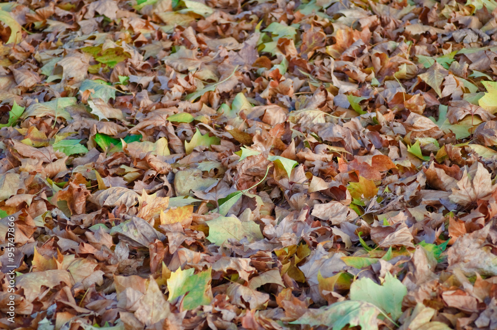 herbstliches Laub - im Sonnenlicht - auf dem Boden liegend