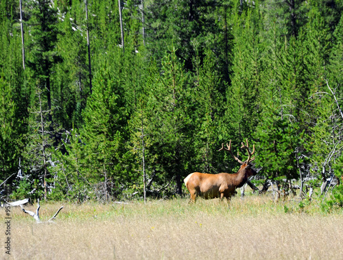Alert to Danger  this bull elk gets ready to bolt.  He is standing in a meadow in Yellowstone National Park.