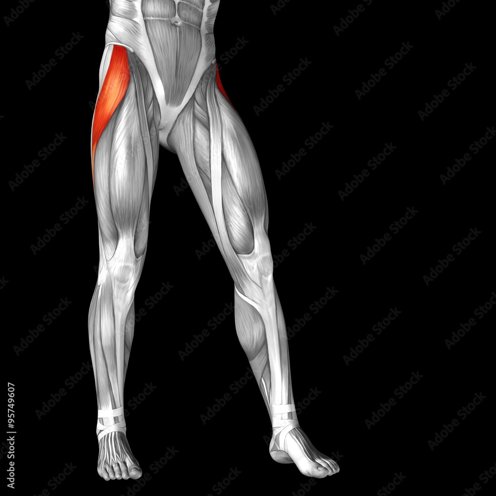 Conceptual 3D human front upper leg muscle anatomy Conceptual 3D human front upper leg muscle anatomy
