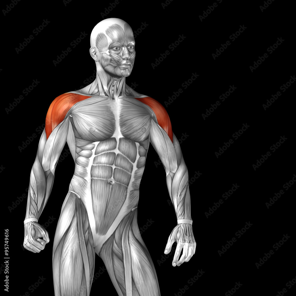 Conceptual 3D anatomy muscle isolated