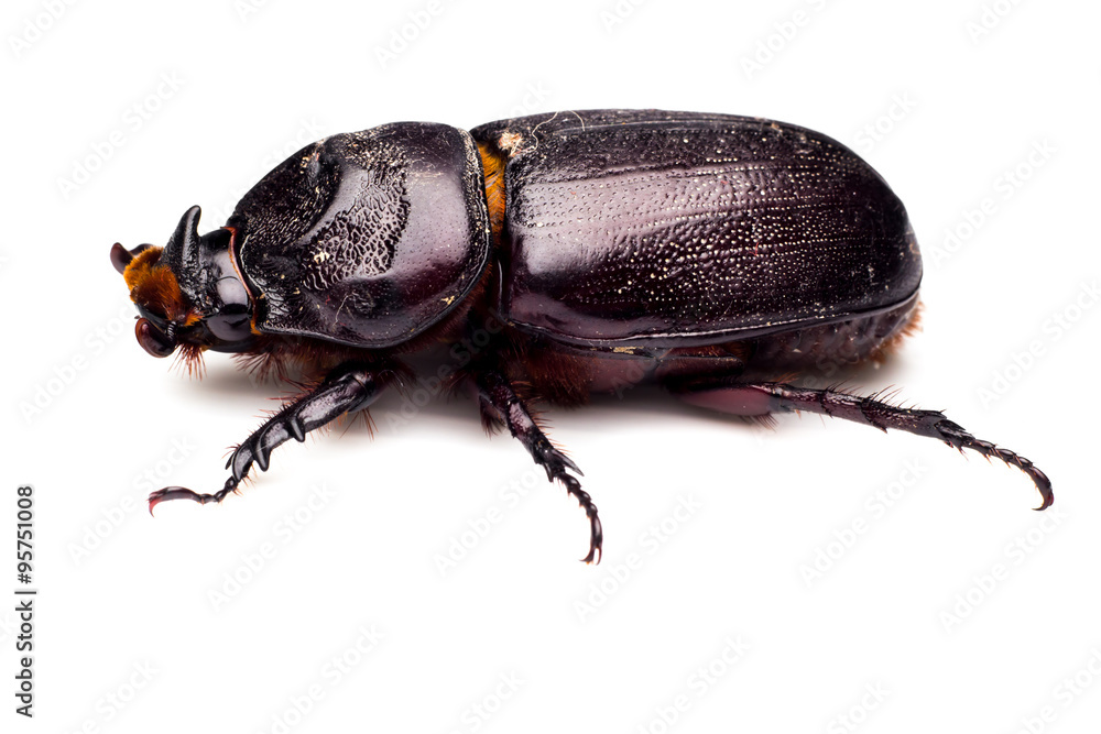 Horn beetle (Dynastinae) on white background. Horn beetle (Dynastinae) on white background.