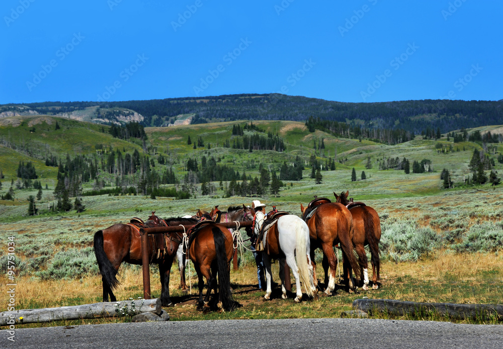 Horses are saddled and ready for a tour of Yellowstone National Park. Horses are saddled and ready for a tour of Yellowstone National Park.