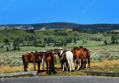 Horses are saddled and ready for a tour of Yellowstone National Park.