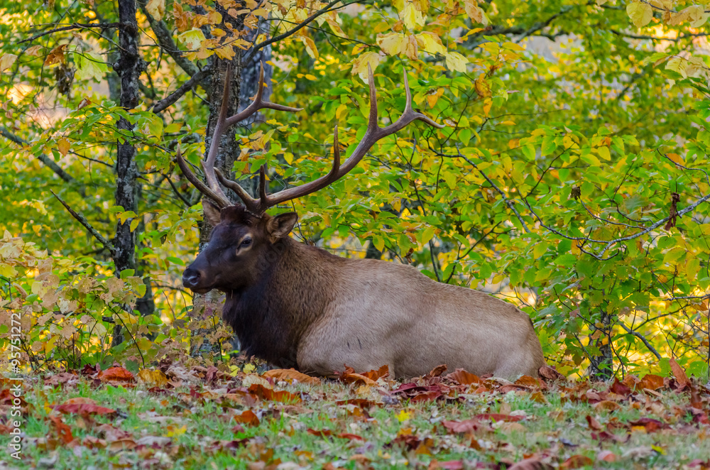 Bull elk laying in fallen leaves