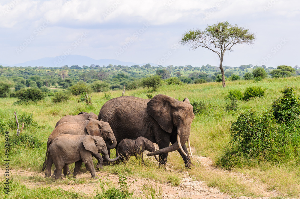 Elephant family in Tarangire Park, Tanzania Elephant family in Tarangire Park, Tanzania