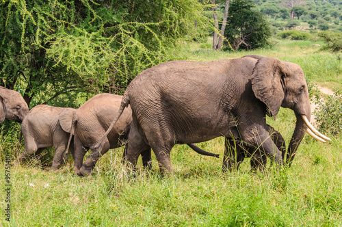 Elephant family in Tarangire Park  Tanzania