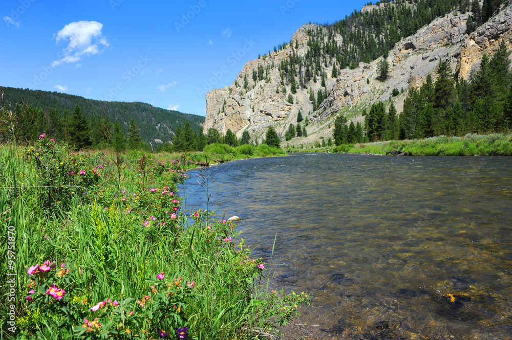 Scenery is enhanced by lone fly fisherman fishing the Gallatin River in Gallatin Valley, Montana.  Forefront has pink wildflowers and expanse of river.
