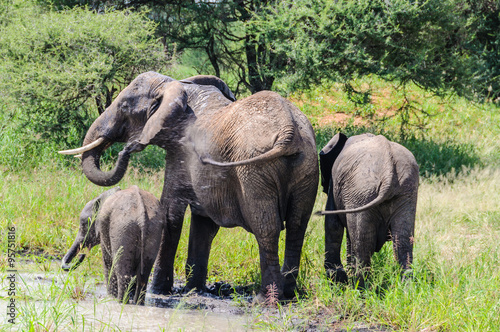 Elephants getting refreshed in Tarangire Park  Tanzania