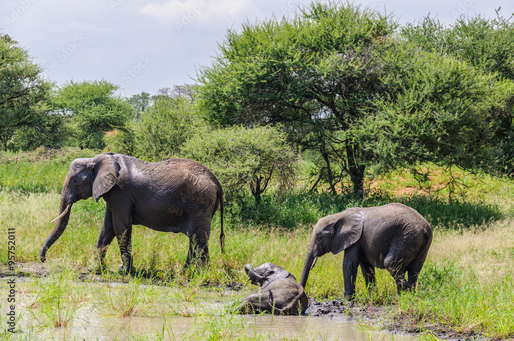 Fototapeta premium Bathing elephants in Tarangire Park, Tanzania