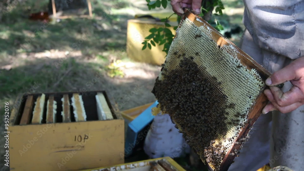 Workers Collect Frames the Apiary Honey Workers Collect Frames the Apiary Honey