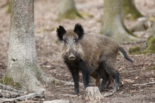 Wild boar/wild boar
