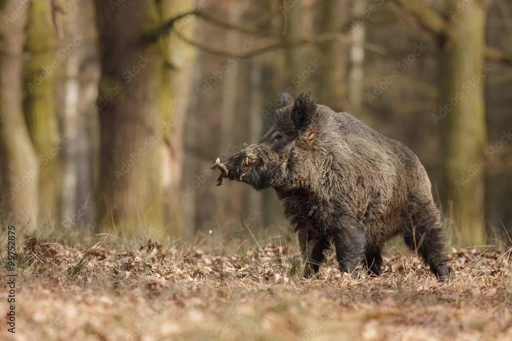 Wild boar/wild boar - obrazy, fototapety, plakaty 