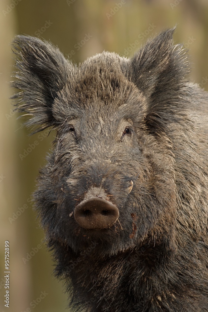 Wild boar/wild boar Wild boar/wild boar