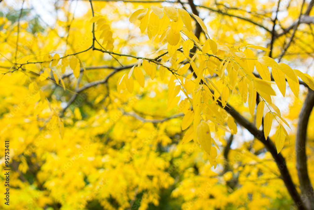 Vibrant yellow coloured acacia tree leafs. Golden Autumn colors Vibrant yellow coloured acacia tree leafs. Golden Autumn colors