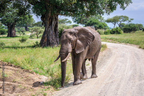 Muddy elephant in Tarangire Park  Tanzania
