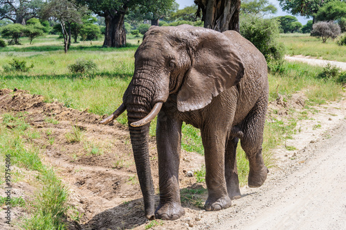 Muddy elephant in Tarangire Park, Tanzania