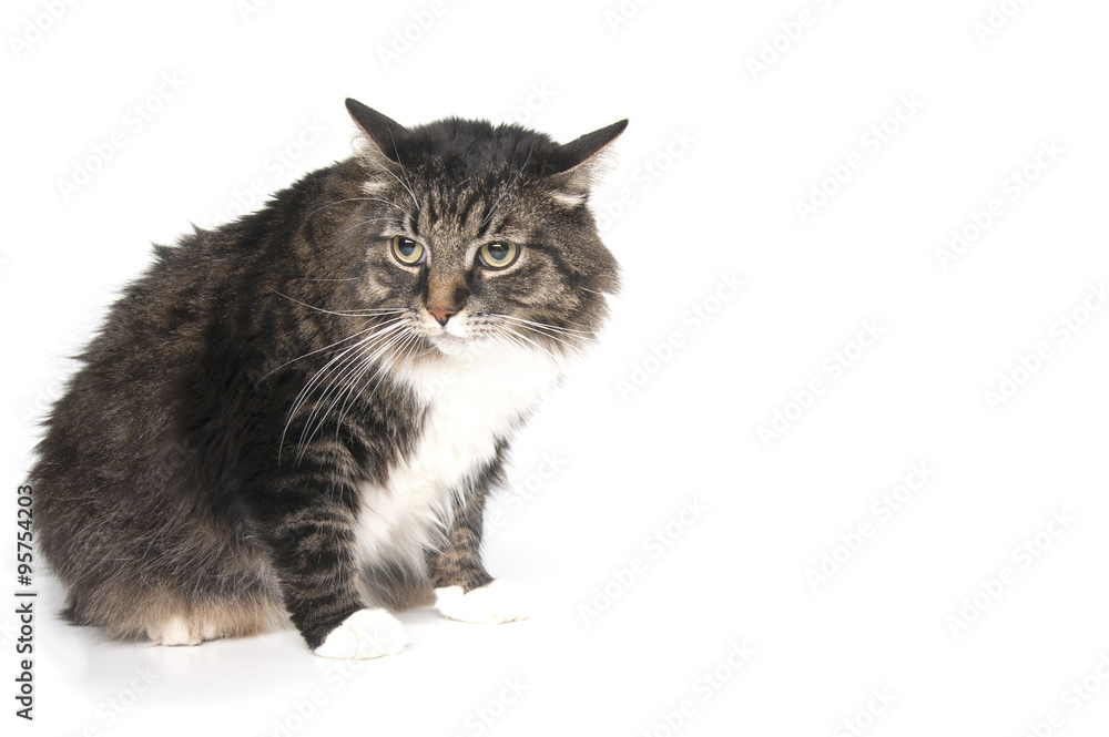 Portrait of fluffy cat on a white background..