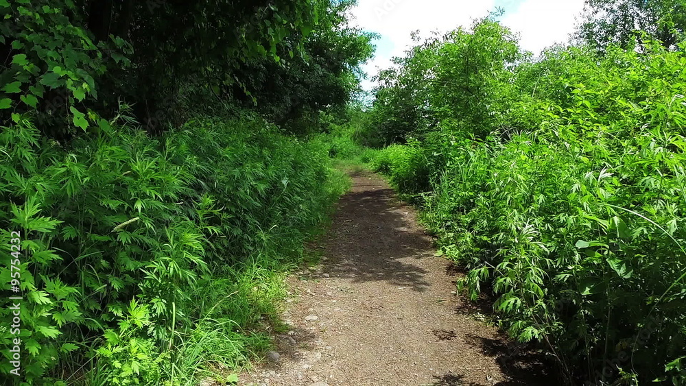 Walking a Trail. camera viewpoint of someone walking through a trail slow
Walking a Trail. camera viewpoint of someone walking through a trail slow